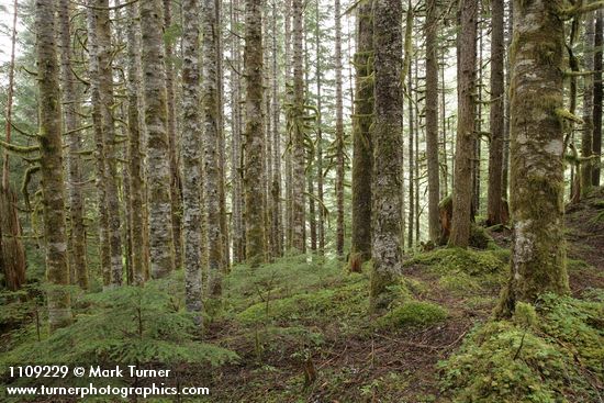 Silver Fir forest w/ a few Western Hemlocks