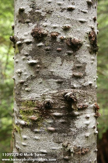 Silver Fir bark