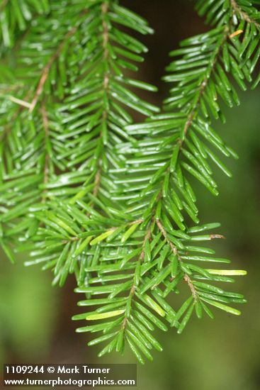Silver Fir foliage