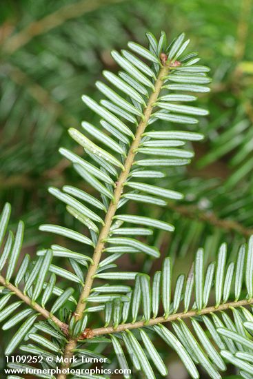 Silver Fir foliage underside