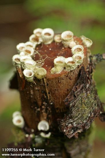 Cup Fungi on rotting stick