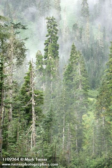 Silver Firs & Mountain Hemlocks