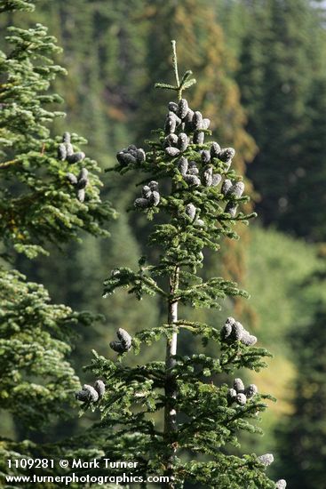 Silver Fir crown w/ cones