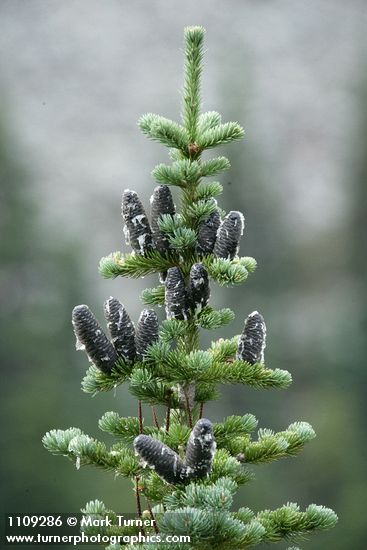 Subalpine Fir crown w/ cones