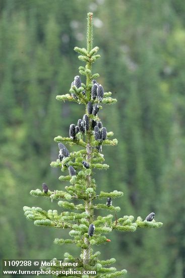Subalpine Fir crown w/ cones