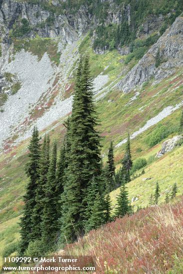 Subalpine Firs on steep slope