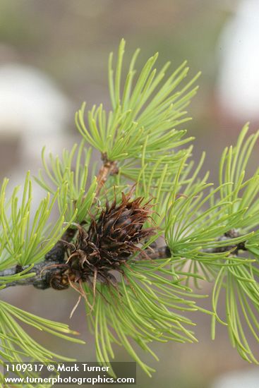 Subalpine Larch cone among foliage