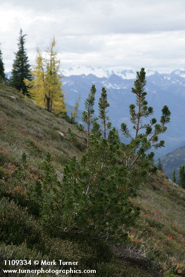 Whitebark Pine w/ Subalpine Larch soft bkgnd