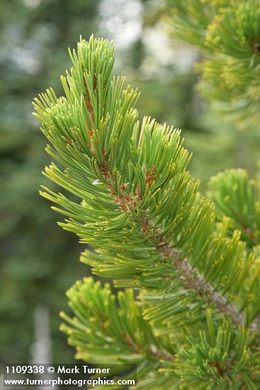 Whitebark Pine foliage