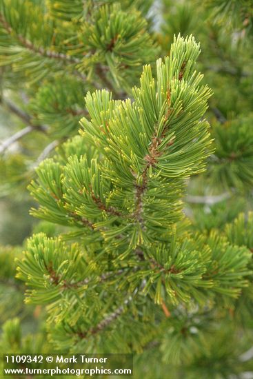 Whitebark Pine foliage