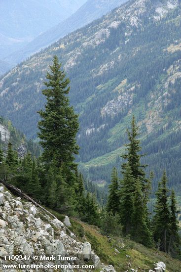 Engelmann Spruces in subalpine landscape