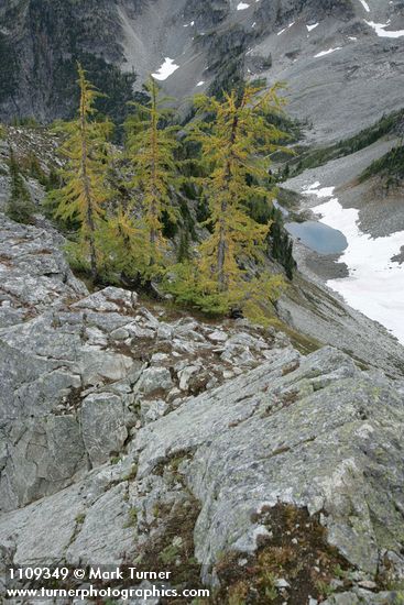 Subalpine Larches above small tarn