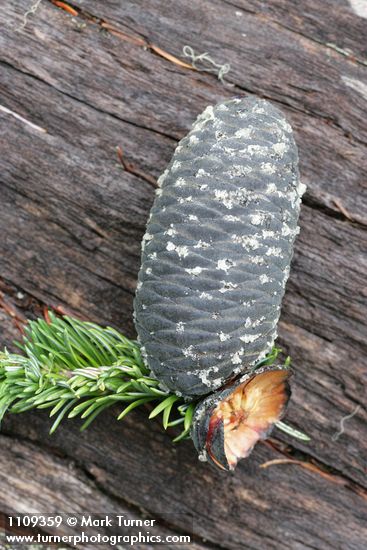 Silver Fir cone