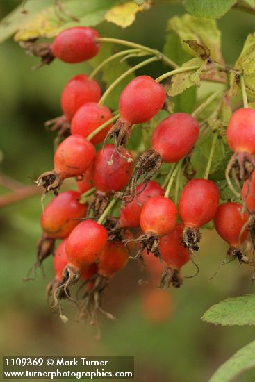 Clustered Wild Rose hips