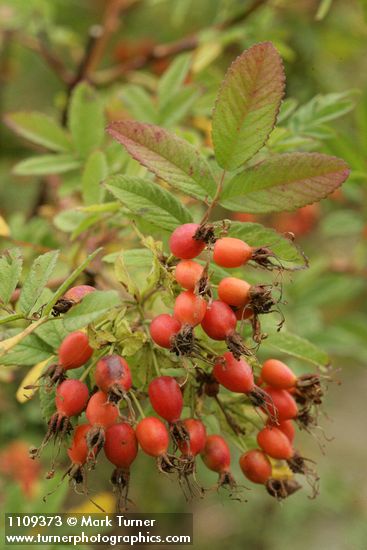 Clustered Wild Rose hips among foliage
