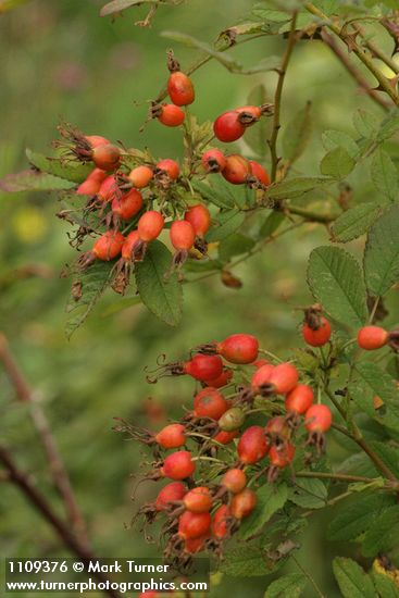 Clustered Wild Rose hips