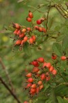 Clustered Wild Rose hips