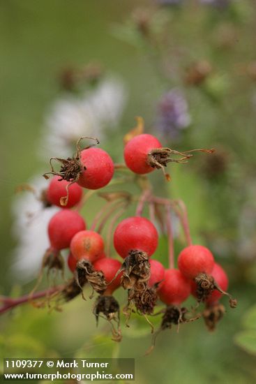 Clustered Wild Rose hips