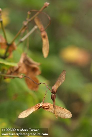 Vine Maple samaras
