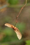 Vine Maple samaras
