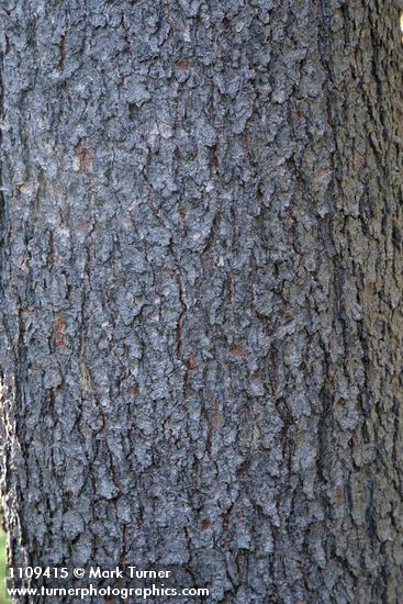 Whitebark Pine bark