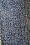 Whitebark Pine bark