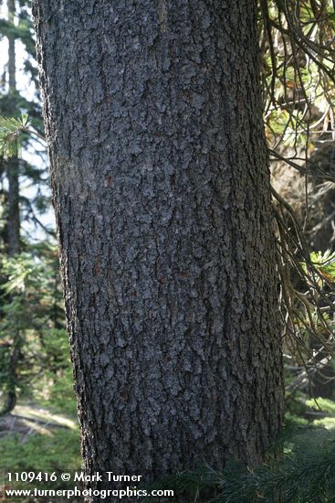 Whitebark Pine trunk