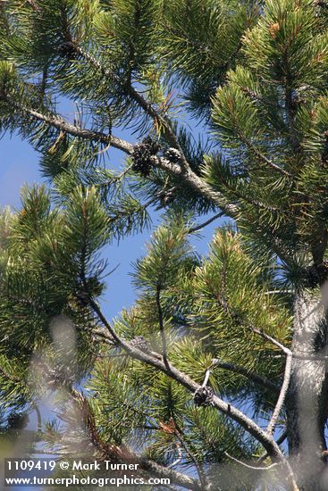 Whitebark Pine cones among branches
