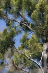 Whitebark Pine cones among branches