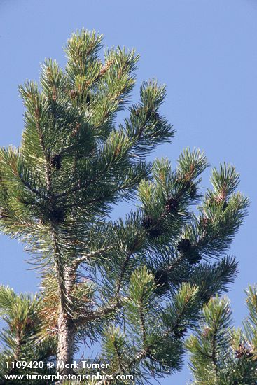Whitebark Pine crown w/ cones