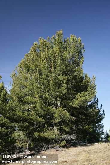 Whitebark Pine