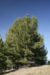 Whitebark Pine