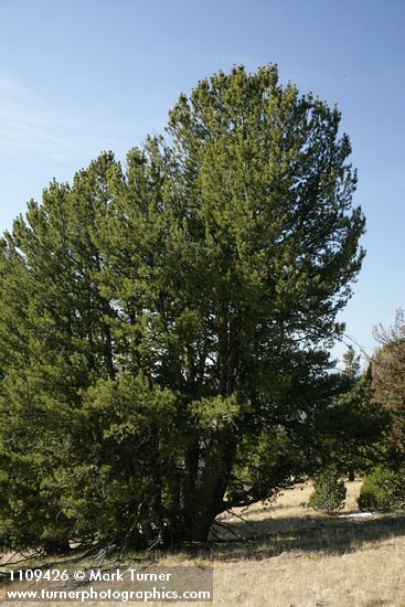 Whitebark Pine