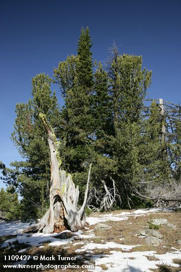 Whitebark Pines, Subalpine Fir w/ snag fgnd