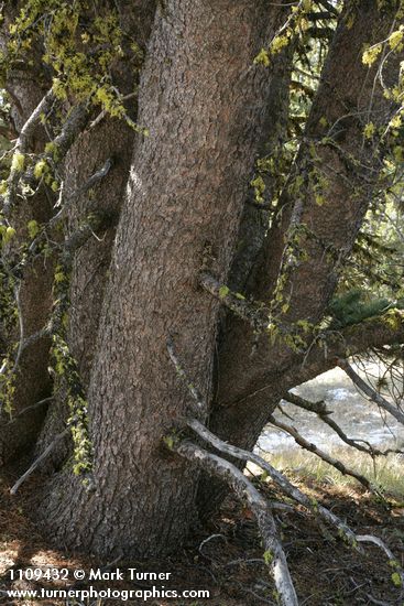 Whitebark Pine trunks