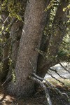 Whitebark Pine trunks