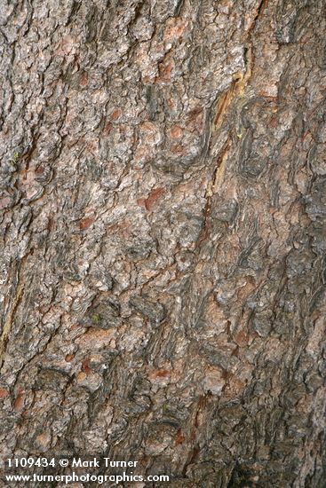 Whitebark Pine bark
