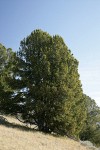 Whitebark Pine