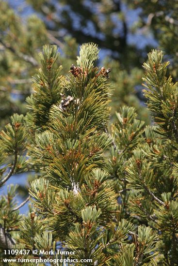 Whitebark Pine cone renmants among foliage