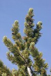 Whitebark Pine cone renmants among foliage