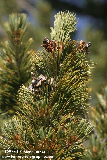 Whitebark Pine cone renmants among foliage