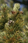 Whitebark Pine cone renmants among foliage