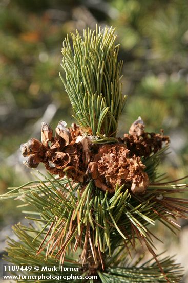Whitebark Pine cone renmants among foliage