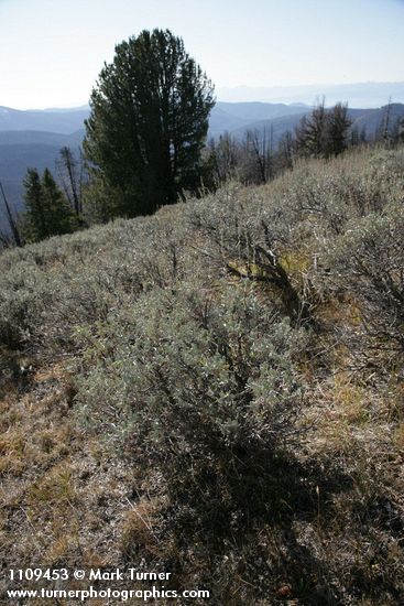 Low Sagebrush in subalpine meadow w/ Whitebark Pine bkgnd