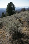Low Sagebrush in subalpine meadow w/ Whitebark Pine bkgnd