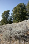 Low Sagebrush in subalpine meadow w/ Whitebark Pines bkgnd