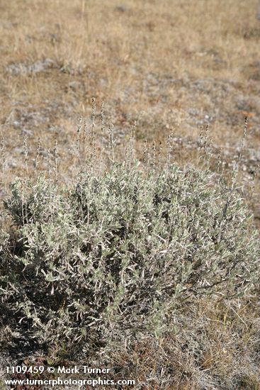 Low Sagebrush