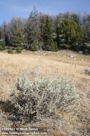 Low Sagebrush in subalpine meadow