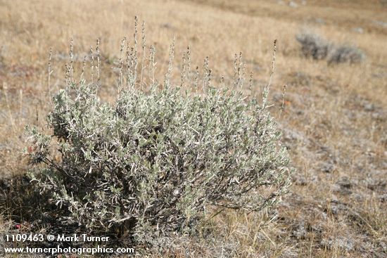 Low Sagebrush