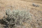 Low Sagebrush